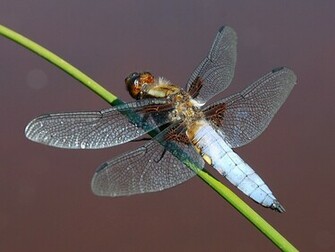 Dragonfly Wallpaper