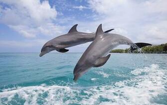 Dolphin Computer Wallpaper Desktop Background Id
