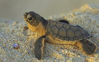 Cute Turtles Wallpaper