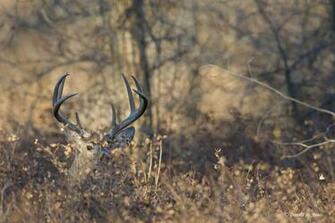 Whitetail Deer36718d Deer