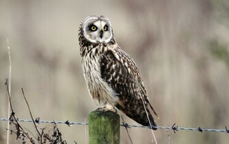 Wildlife Bird Owl Nature HD Wallpaper