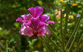 Fabiovisentin Photos World 22 Deep Pink Orchid Wallpaper Ashx