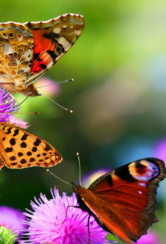 Butterfly Wallpaper For iPhone Pro Max X