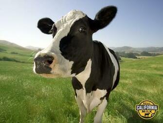 Wallpaper Cows In Pixels
