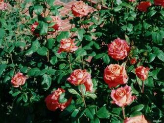 Sunday August By Trends Rose Garden Wallpaper
