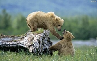 Playing Bears Wallpaper