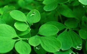 HD Green Leaf For Protect Eyes Desktop Wallpaper Background