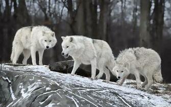Wolf Pack Wallpaper Top Background