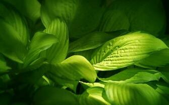 Image Leaves Wallpaper Leaf HD