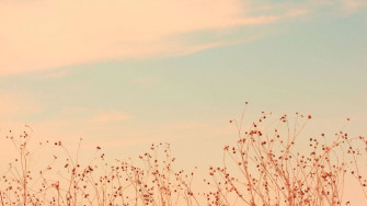 Top Flower Aesthetic Wallpaper Full HD 4k To Use
