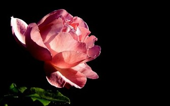 Rose Black Background