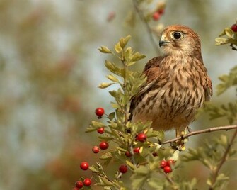 Birds Wallpaper Photos Red Bird
