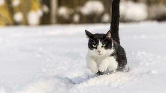 Snow Cats Wallpaper HD Res