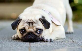 Pug HD Wallpaper Background Image