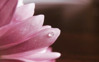 Beauty Background Themes
