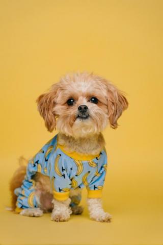 Puppy Wallpaper HD Hq