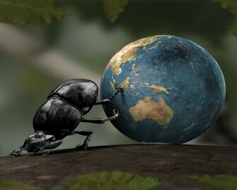 Bug Beetle Desktop Wallpaper