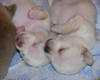 The Chihuahua Dog Desktop Wallpaper Pictures Online For Pc