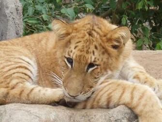 Liger Wallpaper On