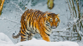 Wallpaper White Tiger Bengal Siberian Snow