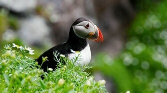 Puffin Wallpaper Nature