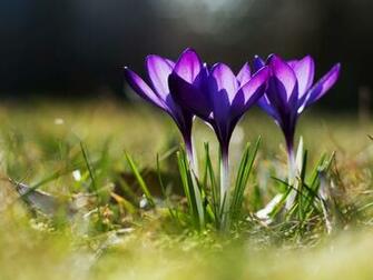 Spring Is Here In My Yard Anyways Computer Wallpaper