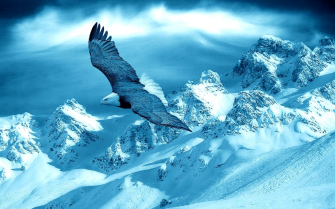 Eagle Flying Wallpaper HD Desktop And Mobile Image