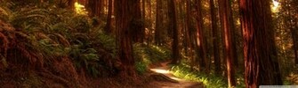 Redwood Forest Wallpaper Widescreen