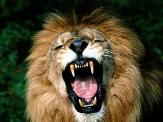 Animals Zoo Park Lions Roaring Pics Lion