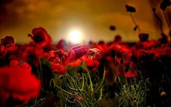 Poppy Flowers Red Petals Sunrise Sunset Plants Wallpaper
