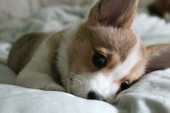 Corgis Therapy Dogs Puppies Delight Baby Corgi