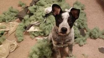 Ivan The Terrible Our Blue Heeler Dogs Pets Dog Adopt