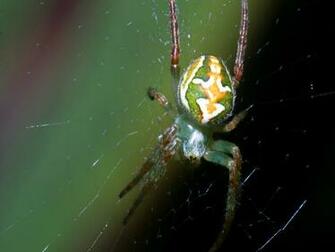 Miscellaneous Spider Wallpaper