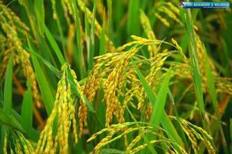 Rice Wallpaper Widescreen 2s8iqo4 4usky