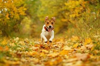 Wallpaper Dog Running Speed Joy Mouth Nature Autumn Foliage