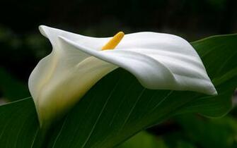 White Calla Lilies HD Wallpaper Flowers