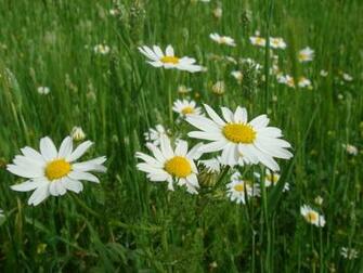 Spring Flowers Desktop Pc And Mac Wallpaper