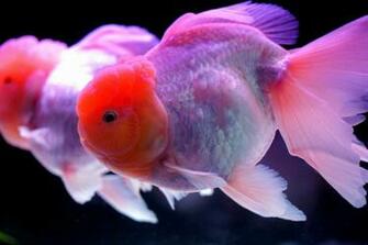 Fish Computer Wallpaper Desktop Background Id