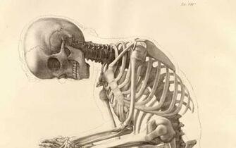 Skeleton Human Body Art Anatomy Bones Wallpaper