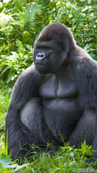 Majestic Gorilla On iPhone Xs Background Wallpaper