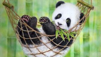 Panda HD Wallpaper Desktop Image