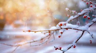 Winter Snow Cherry Nature HD 4k Wallpaper