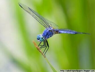 Dragonfly Animal Desktop Wallpaper