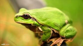 Frog Wallpaper Reptiles And Amphibians HD Background