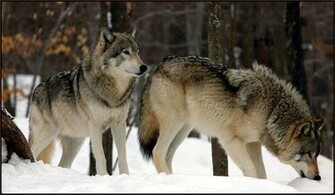 Wolfpack Wallpaper HD