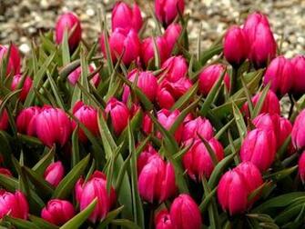 Field Of Tulips Wallpaper