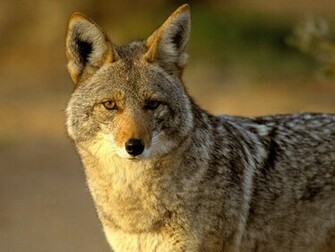 Coyote Wildlife Info Photos The
