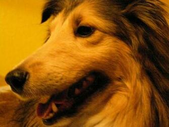 Wallpaper For Windows Xp Background My Sheltie Spirit