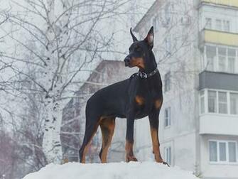 Pics Photos Doberman Pinscher Dog Wallpaper There Is