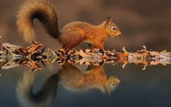 Cute Little Squirrel HD Wallpaper Animal